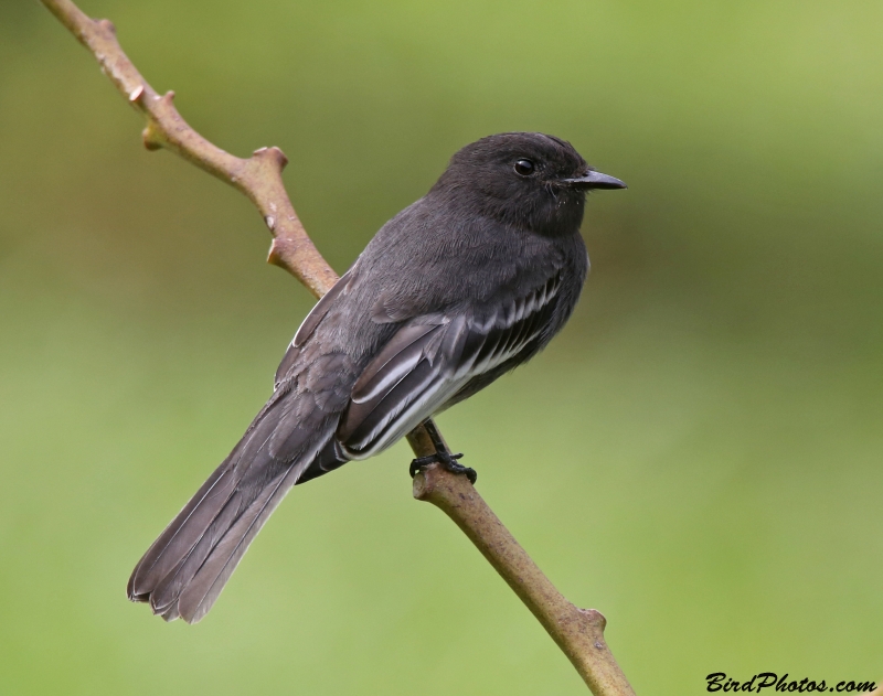 Black Phoebe