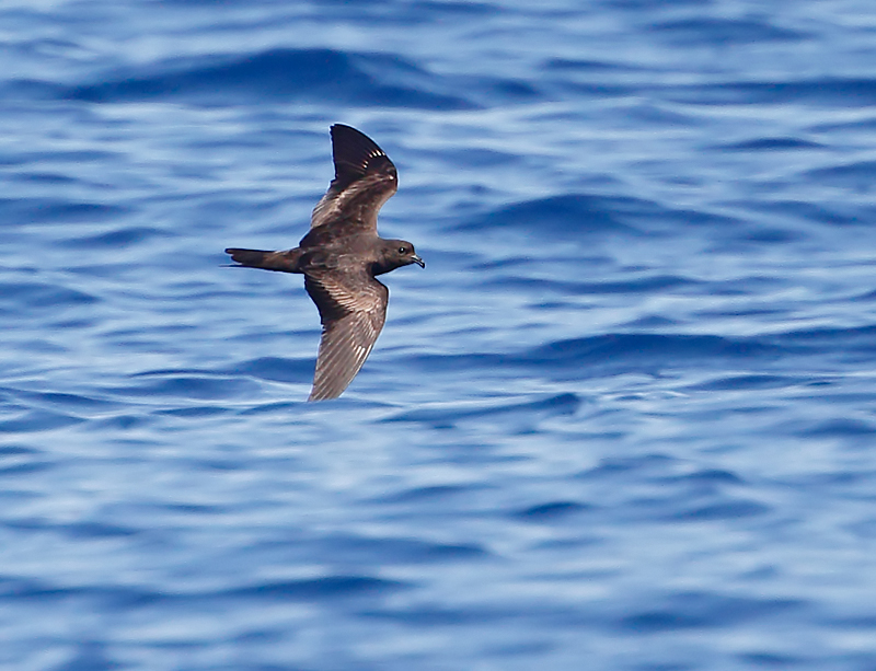 Black Storm Petrel