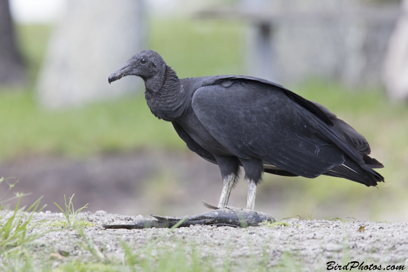 Black Vulture