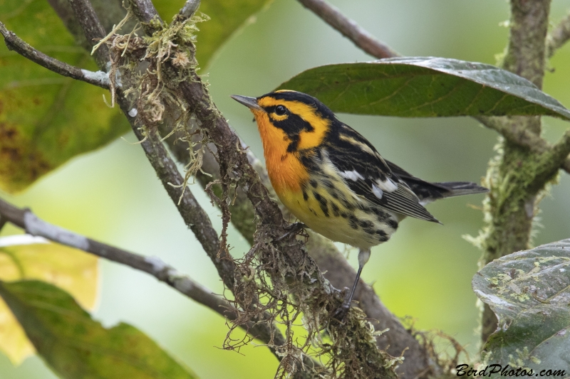 Blackburnian Warbler