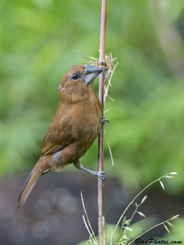 Blue-black Grosbeak