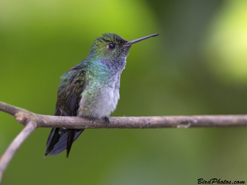 Blue-chested Hummingbird