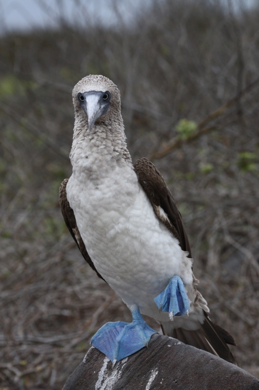 Blue-footed Booby