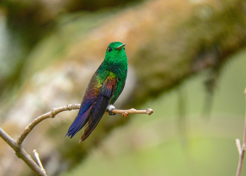 Blue-tailed Hummingbird