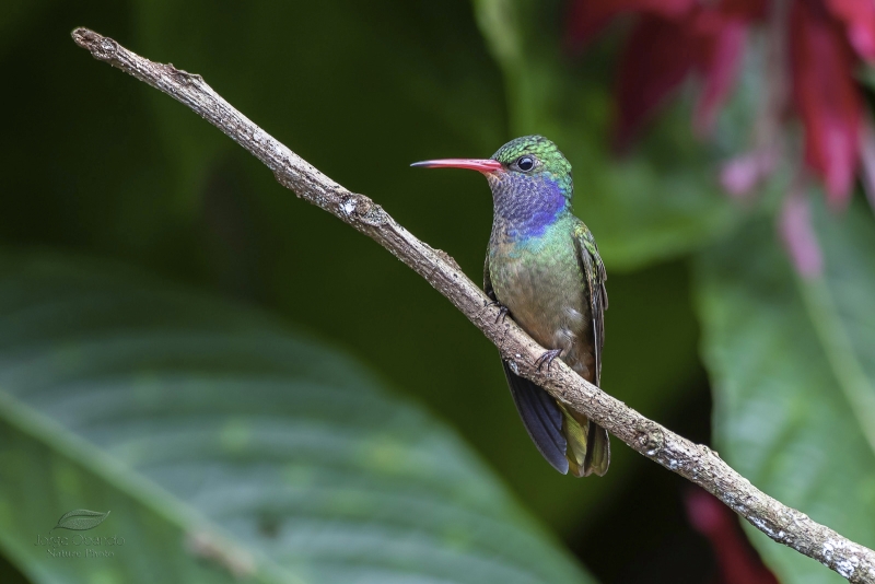 Blue-throated Sapphire