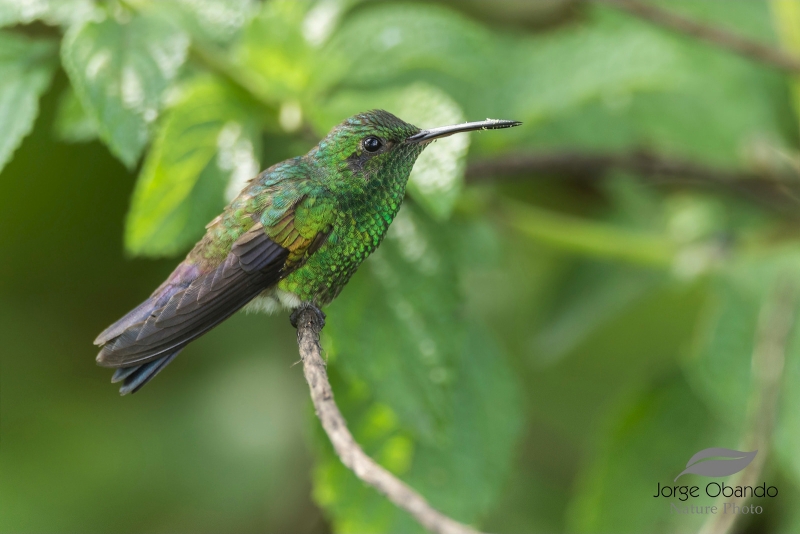 Blue-vented Hummingbird