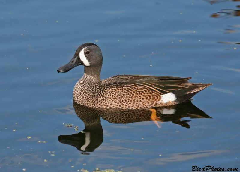 Blue-winged Teal