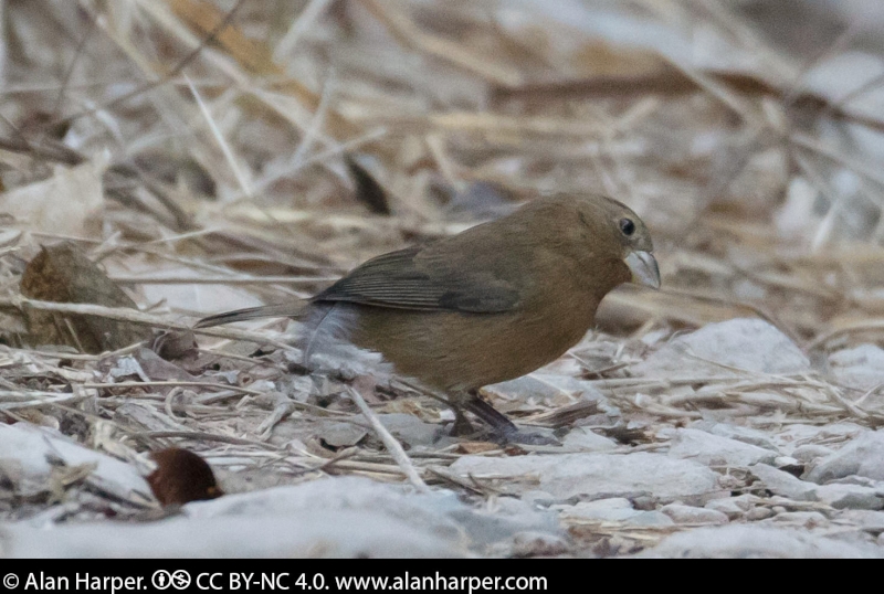 Blue Bunting