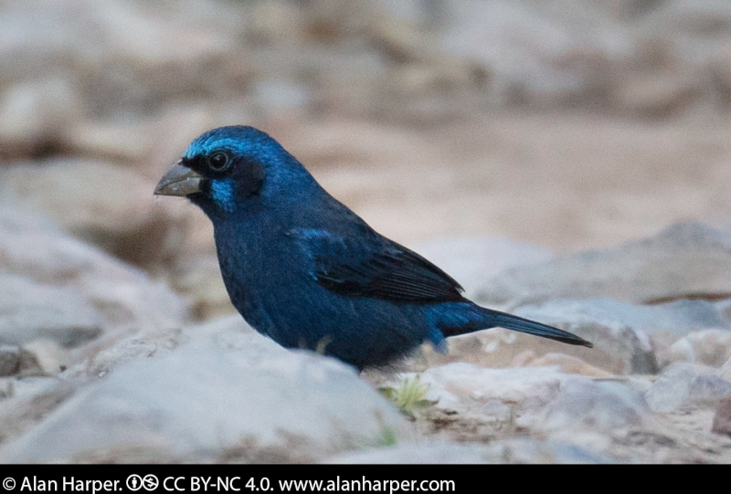 Blue Bunting