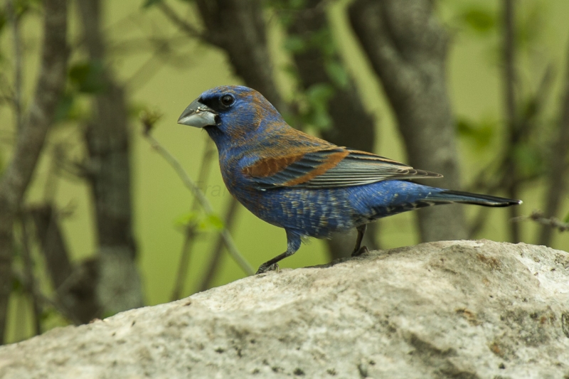 Blue Grosbeak