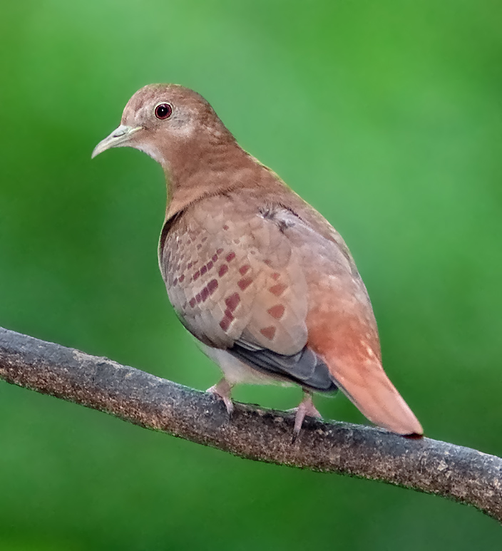 Blue Ground Dove