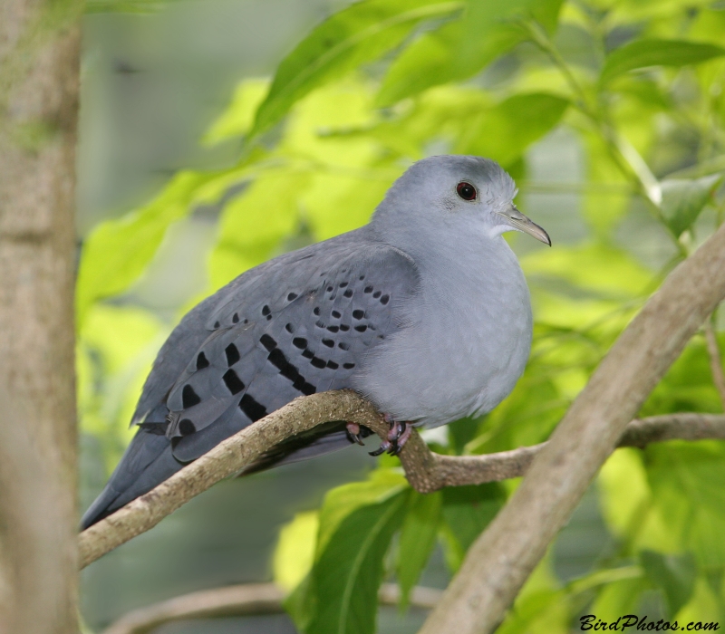 Blue Ground Dove