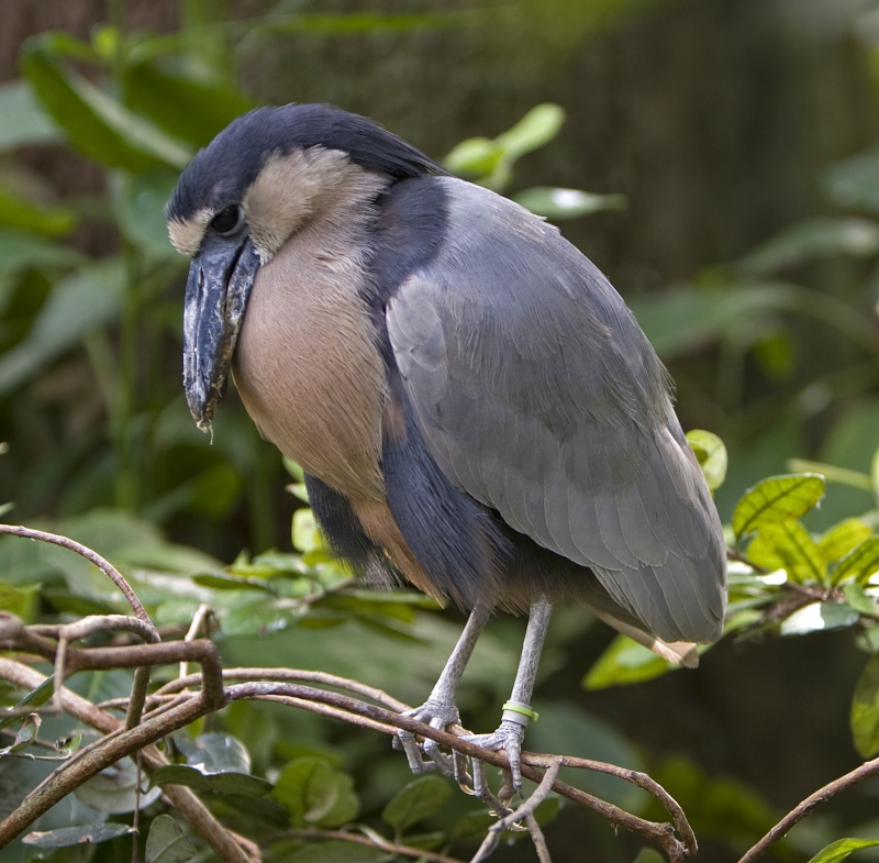 Boat-billed Heron