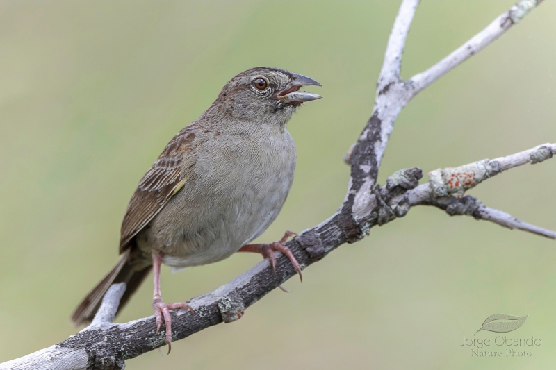 Botteri's Sparrow