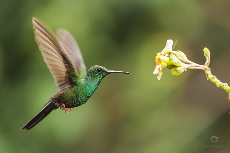 Bronze-tailed Plumeleteer