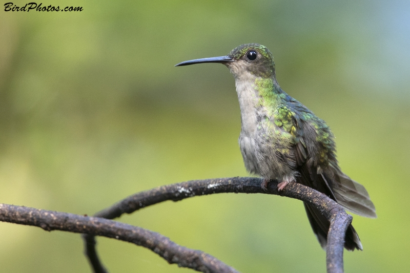 Bronze-tailed Plumeleteer