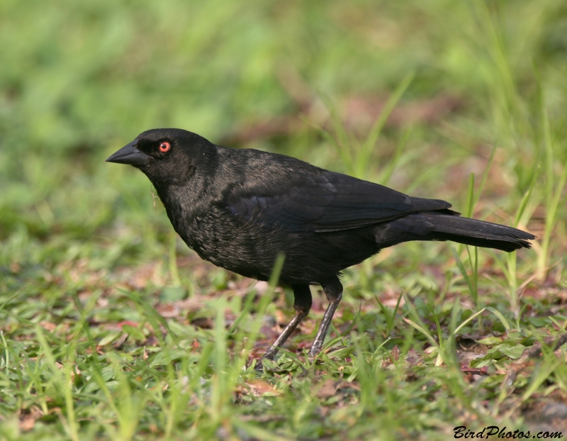 Bronzed Cowbird