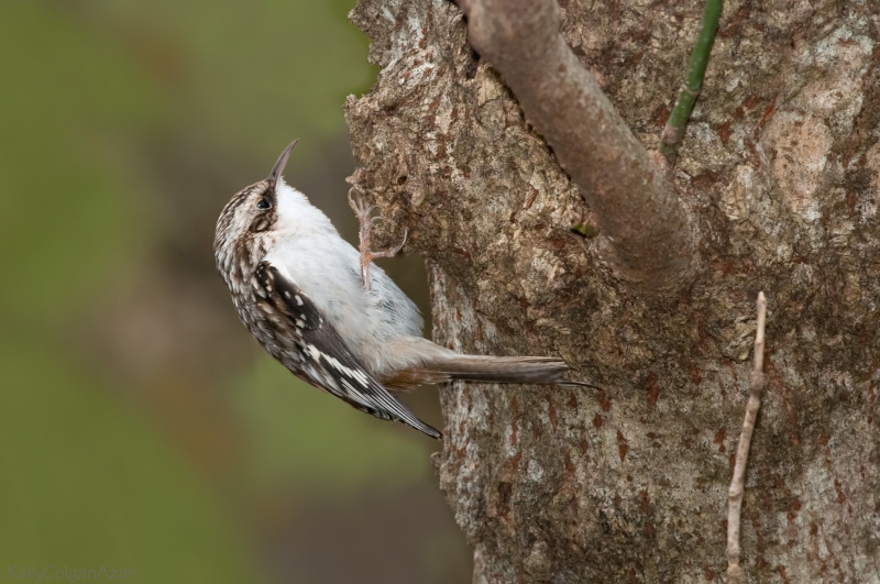 Brown Creeper