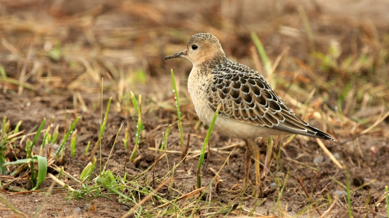 Buff-breasted Sandpiper