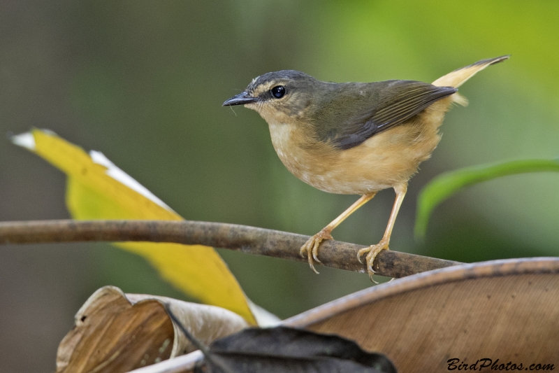 Buff-rumped Warbler