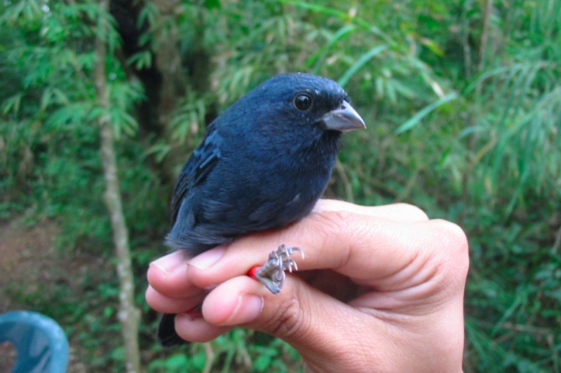 Cabanis's Seedeater