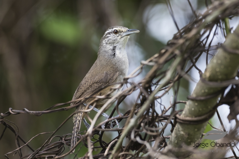 Canebrake Wren