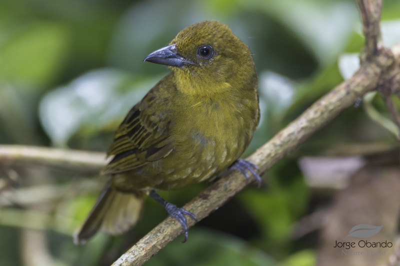 Carmiol's Tanager