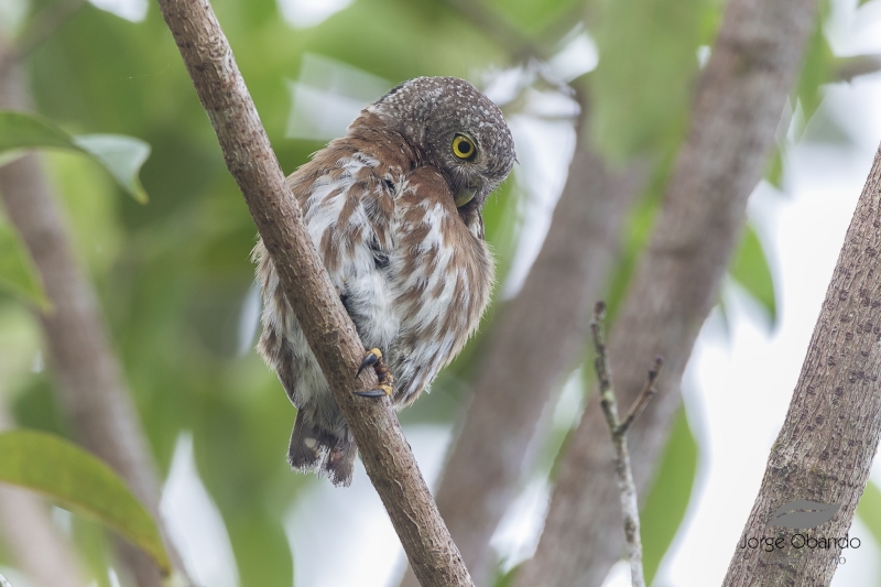 Central American Pygmy Owl