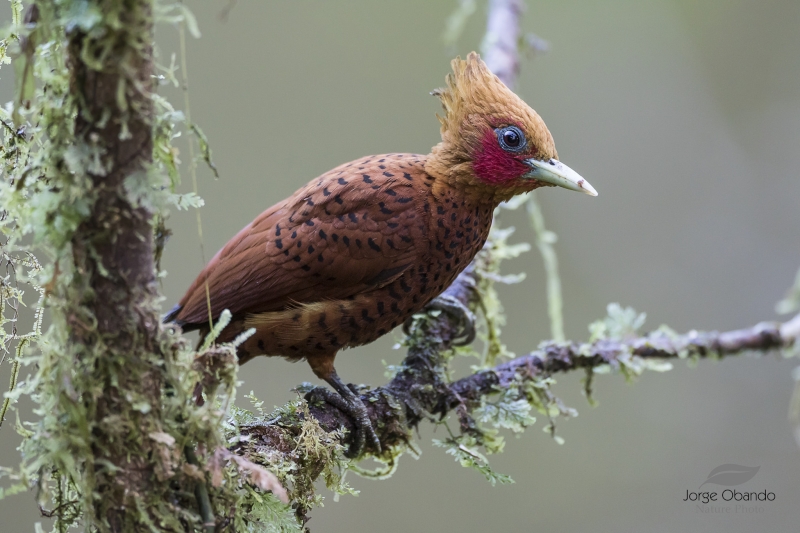 Chestnut-colored Woodpecker