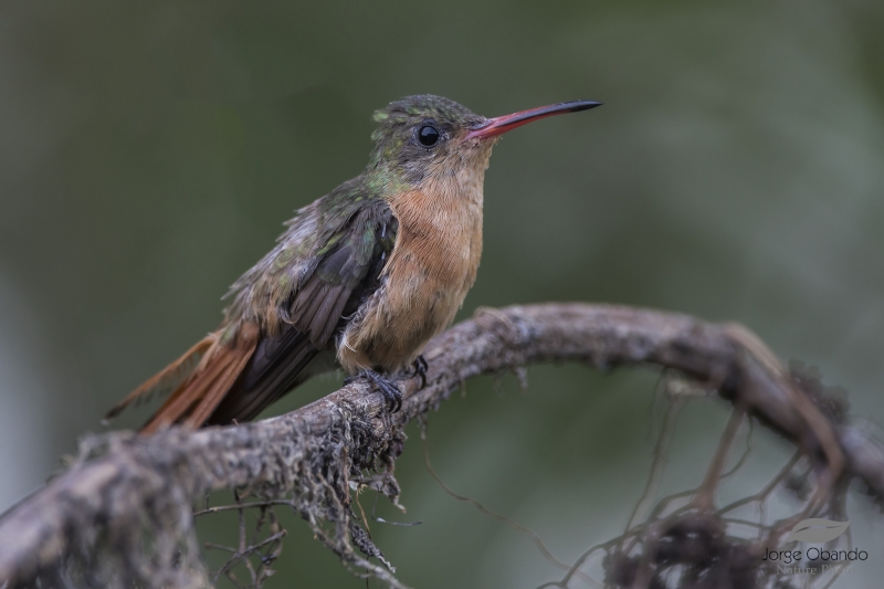 Cinnamon Hummingbird