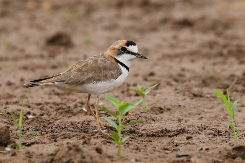 Collared Plover