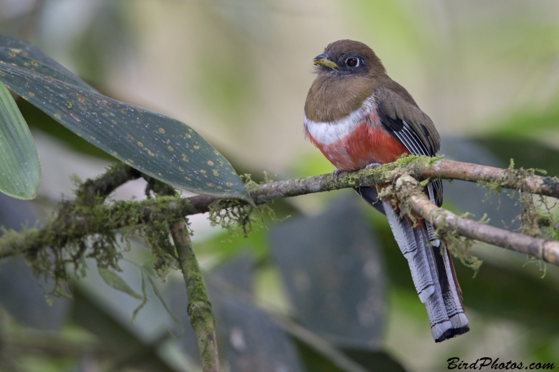 Collared Trogon