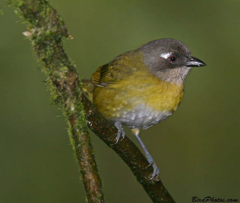 Common Bush Tanager