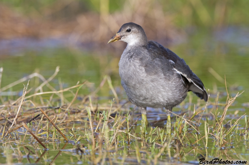 Common Gallinule