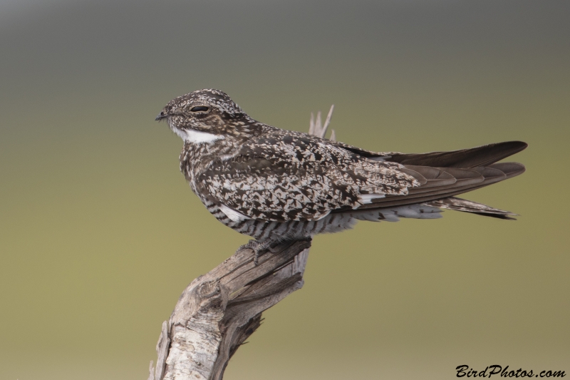 Common Nighthawk