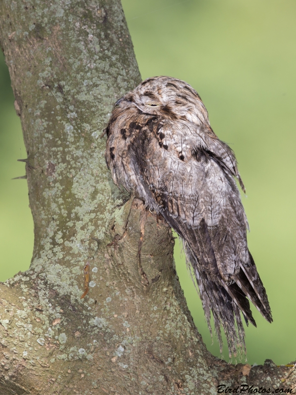 Common Potoo