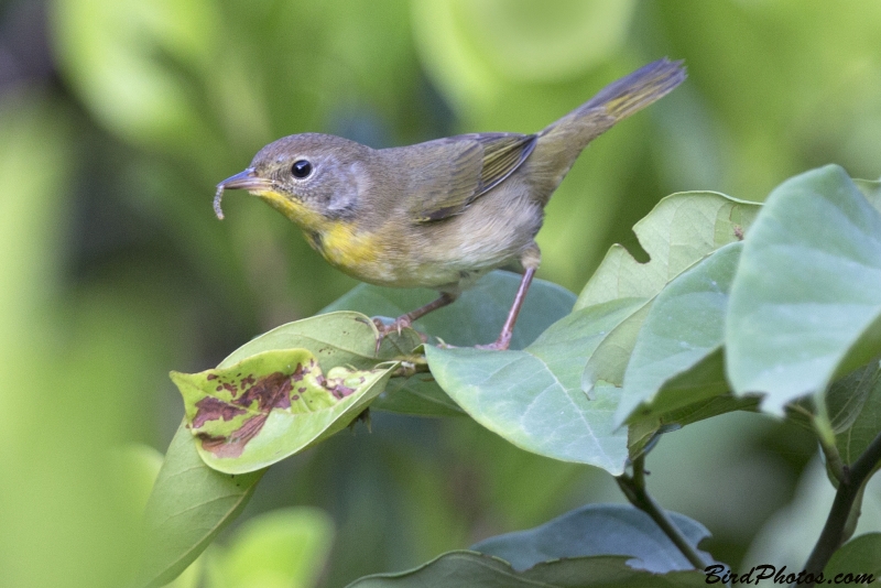 Common Yellowthroat