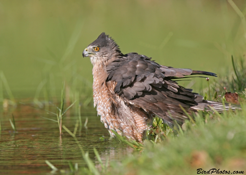 Cooper's Hawk