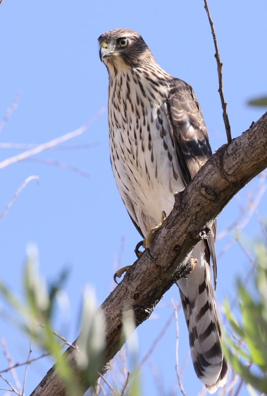 Cooper's Hawk