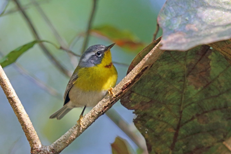 Crescent-chested Warbler