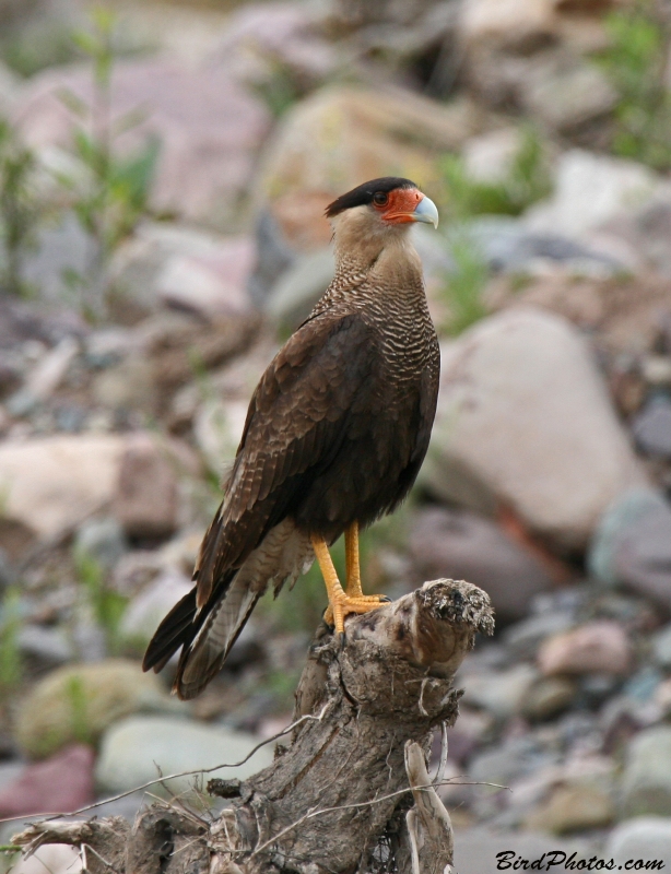 Crested Caracara