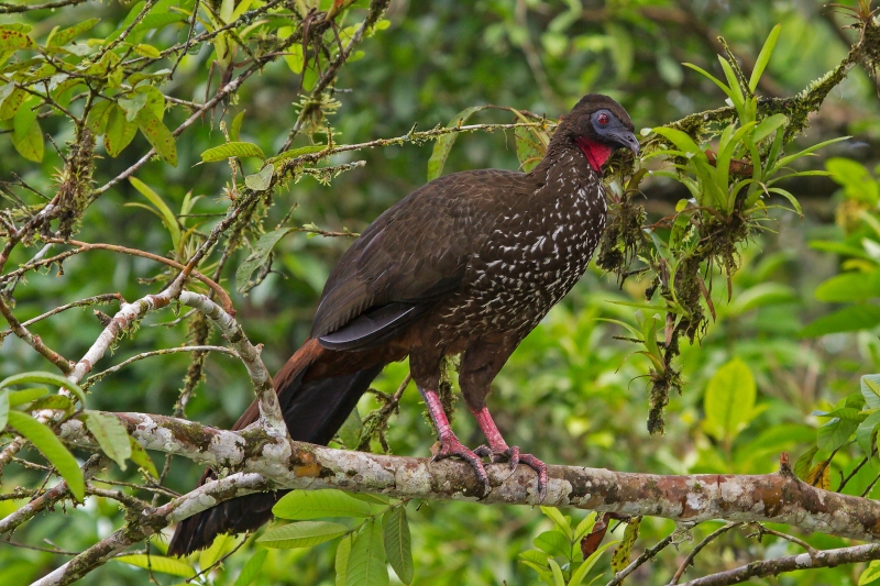 Crested Guan