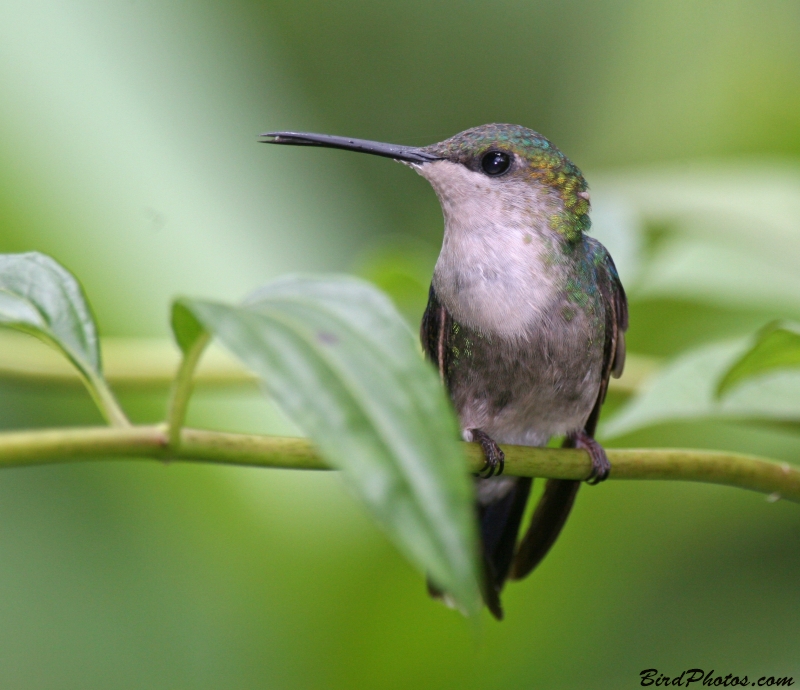 Crowned Woodnymph