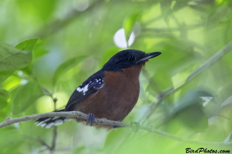 Dot-winged Antwren