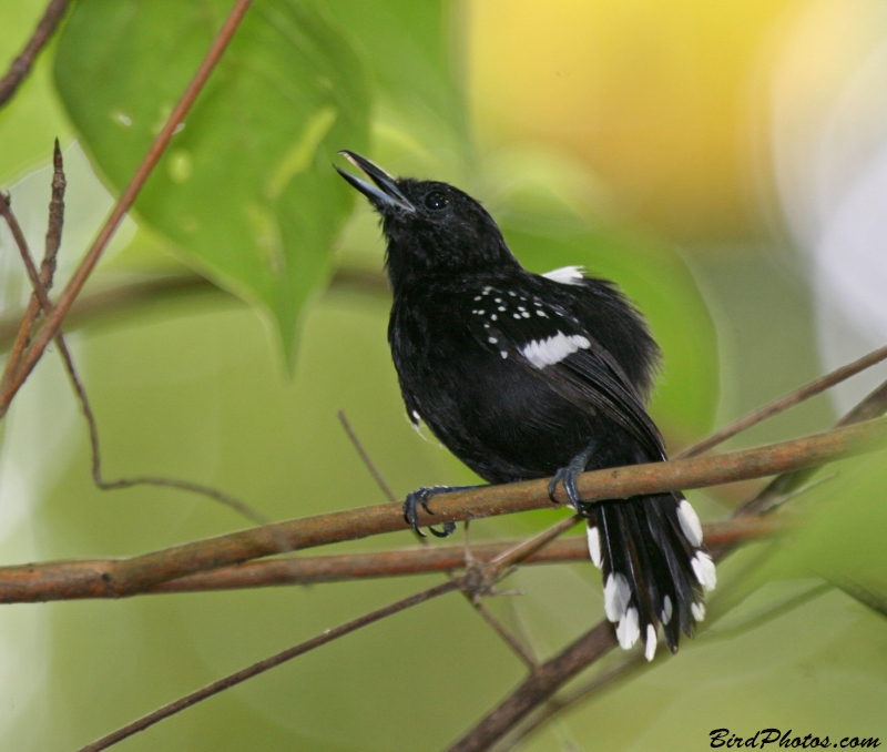 Dot-winged Antwren