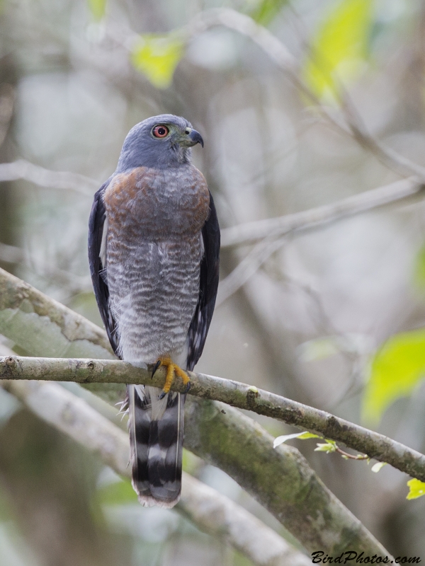 Double-toothed Kite