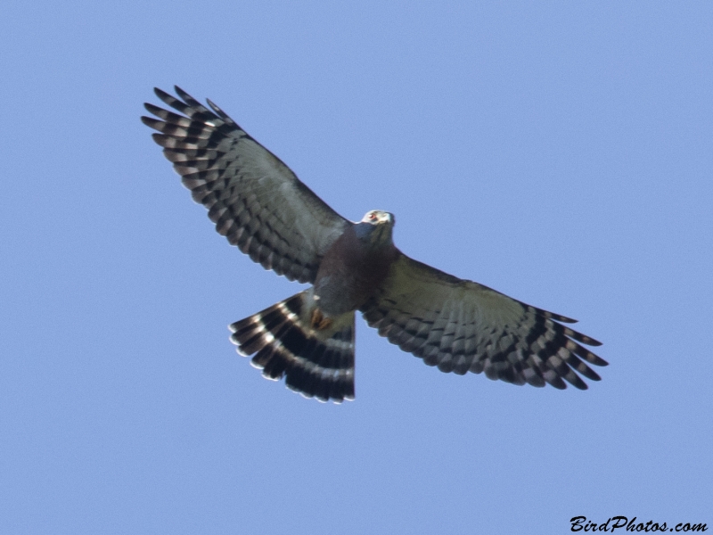 Double-toothed Kite