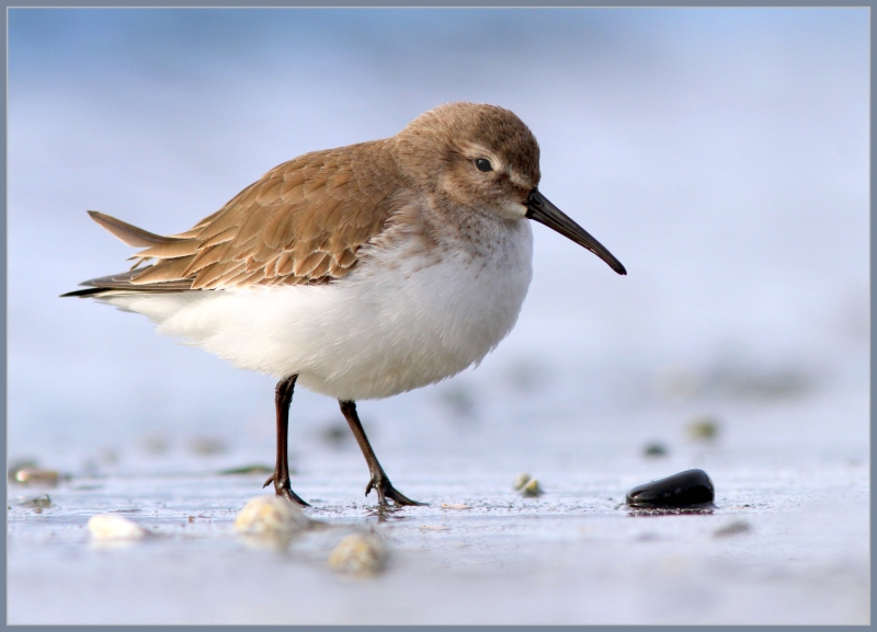 Dunlin