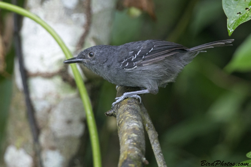 Dusky Antbird