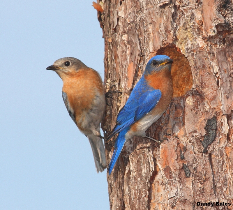 Eastern Bluebird